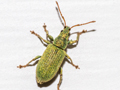 Phyllobius maculicornis